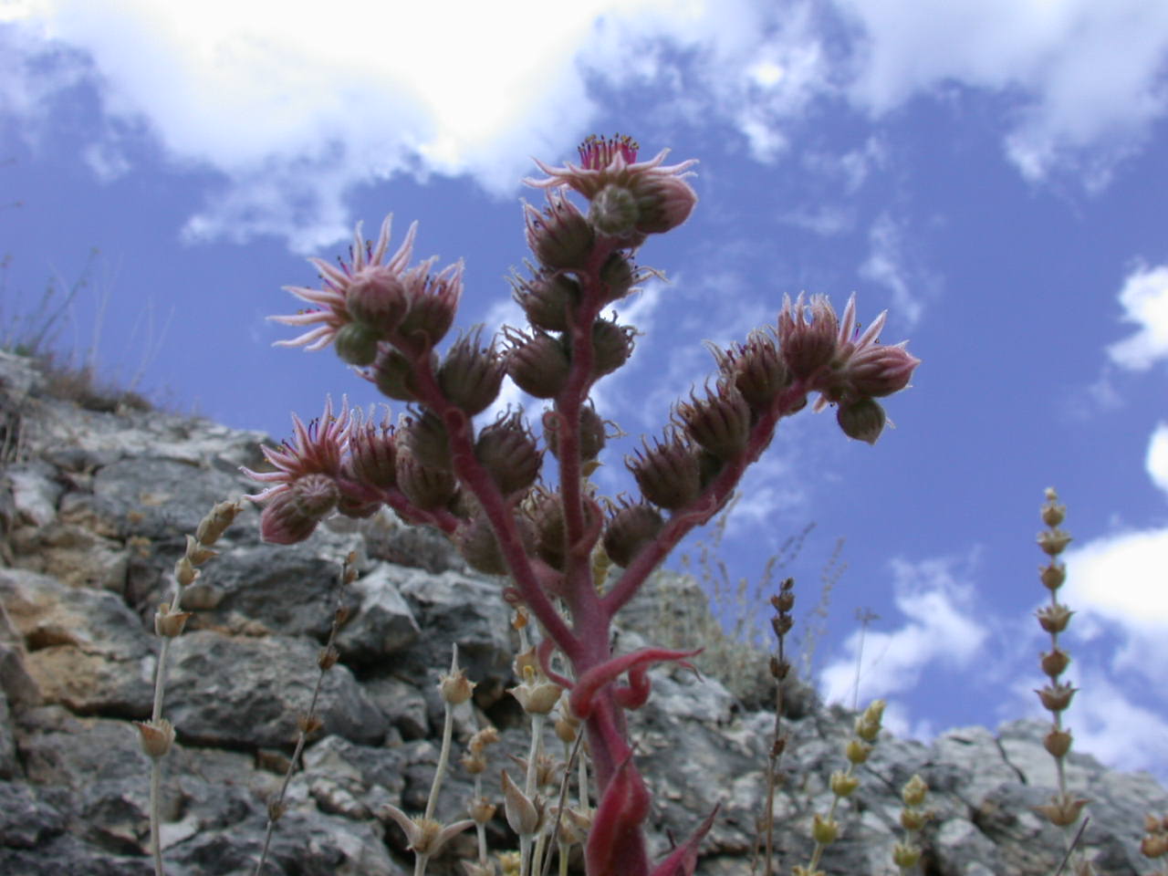 Sempre vivo ... Sempervivum tectorum